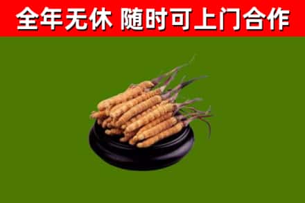 佛山烟酒回收冬虫夏草.jpg